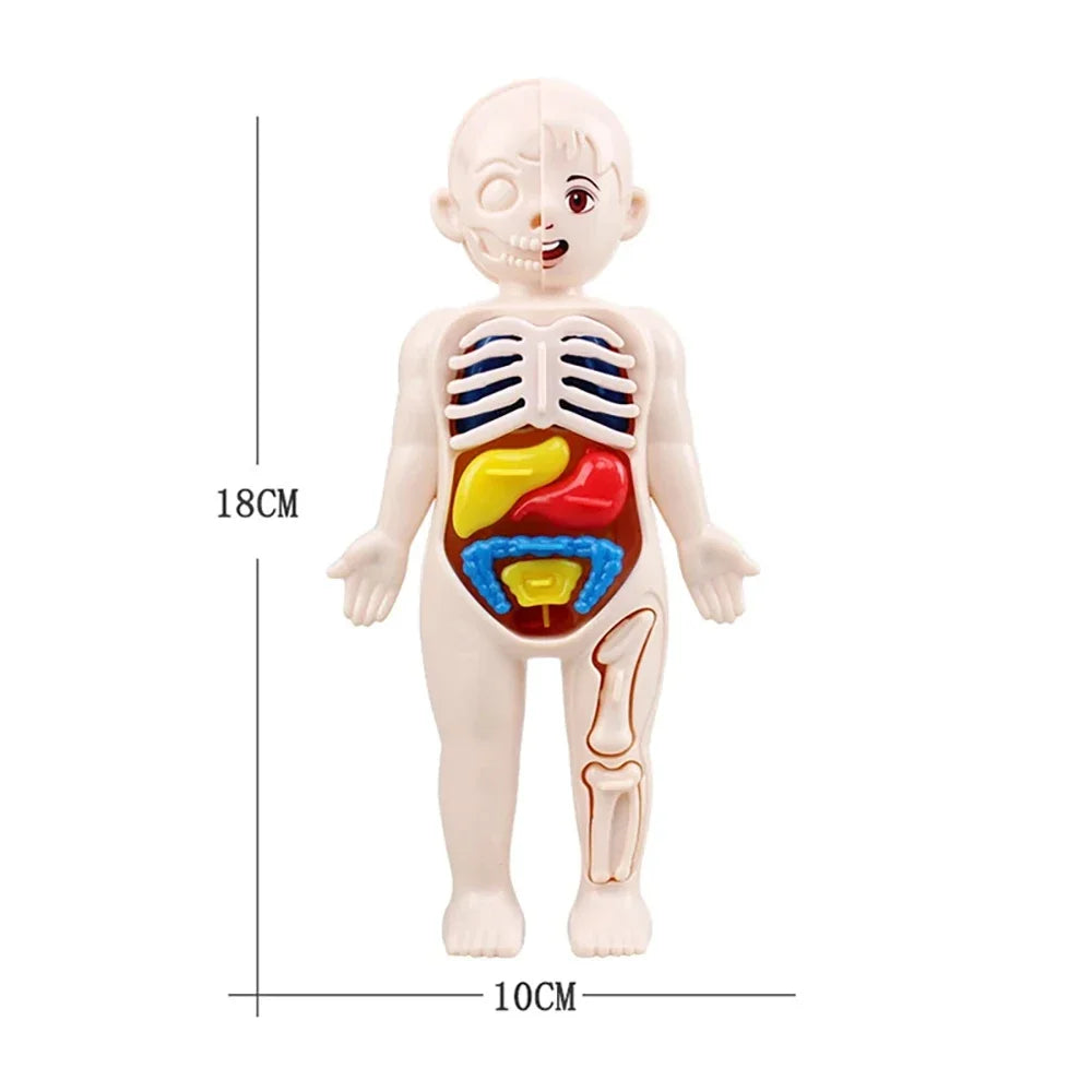 Human Body Anatomy Puzzle