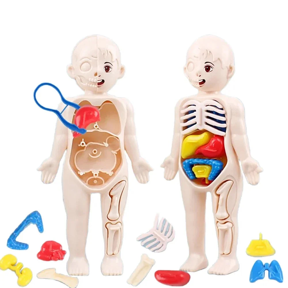 Human Body Anatomy Puzzle