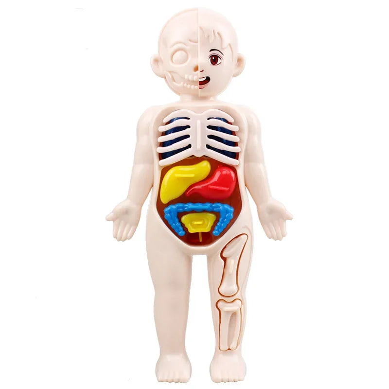 Human Body Anatomy Puzzle
