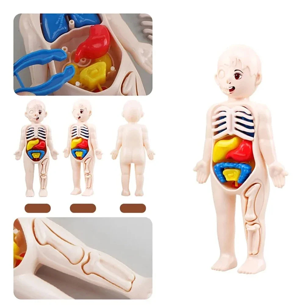 Human Body Anatomy Puzzle