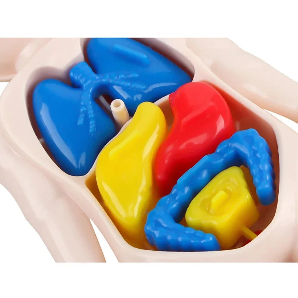 Human Body Anatomy Puzzle