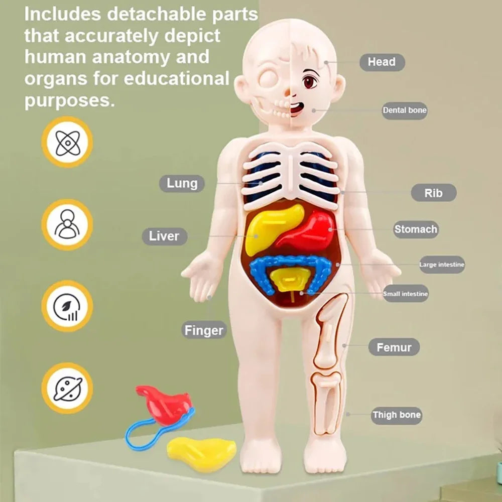 Human Body Anatomy Puzzle