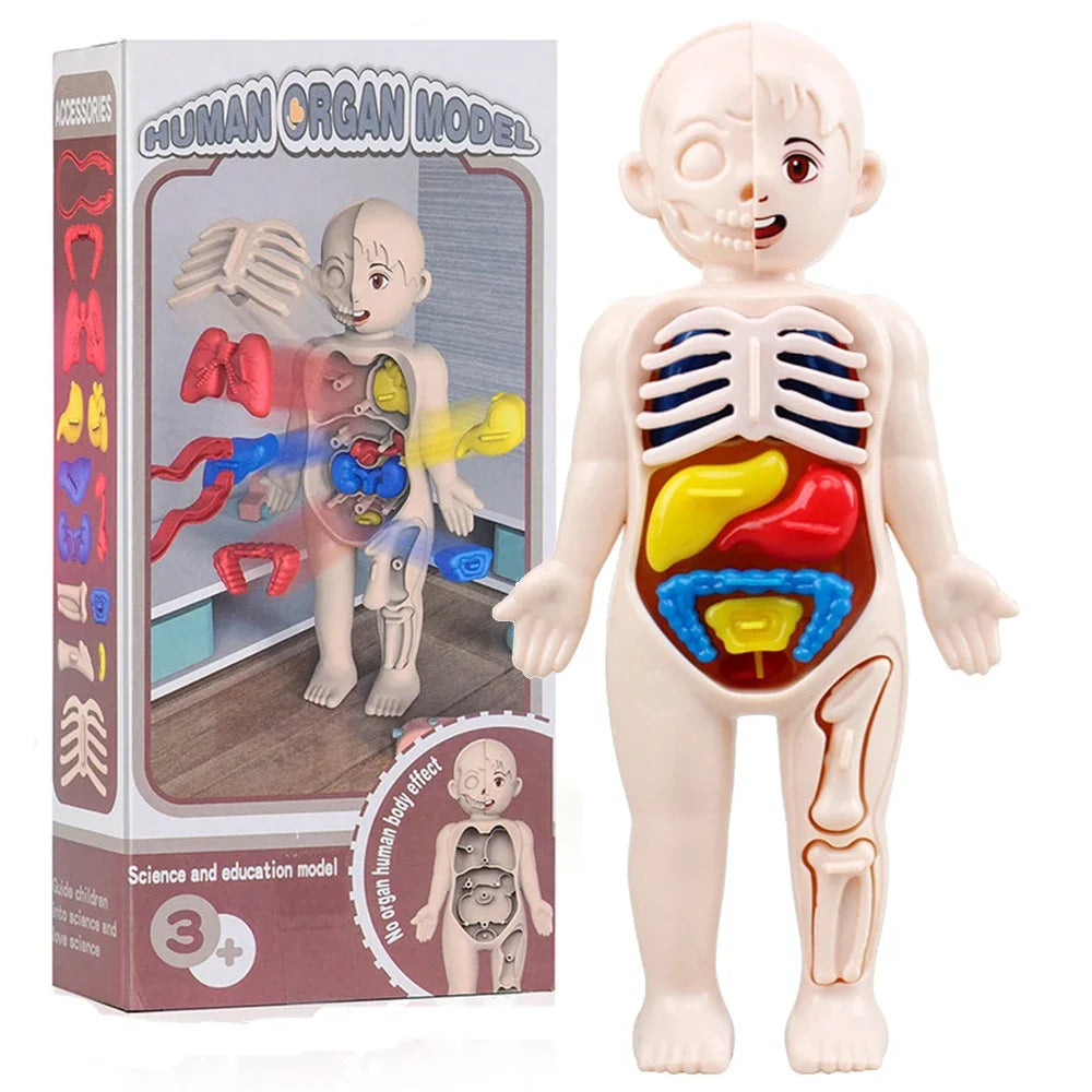 Human Body Anatomy Puzzle