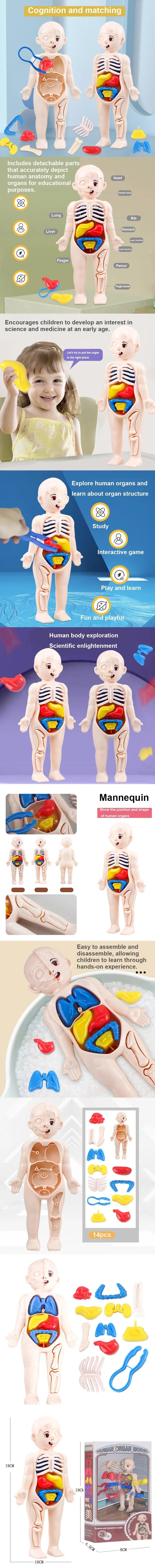 🧠 Human Body Anatomy Puzzle
